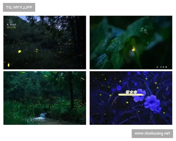 在荧光森林中体验冥想与自我反思的独特之旅探索与心灵净化